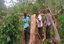 छतरपुर डी.एफ.ओ की बड़ी कार्यवाही जिनमें भारी मात्रा में सागोन की लकड़ी हुई मौके से बरामद